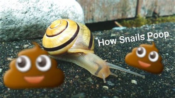 Is snail poop rainbow?