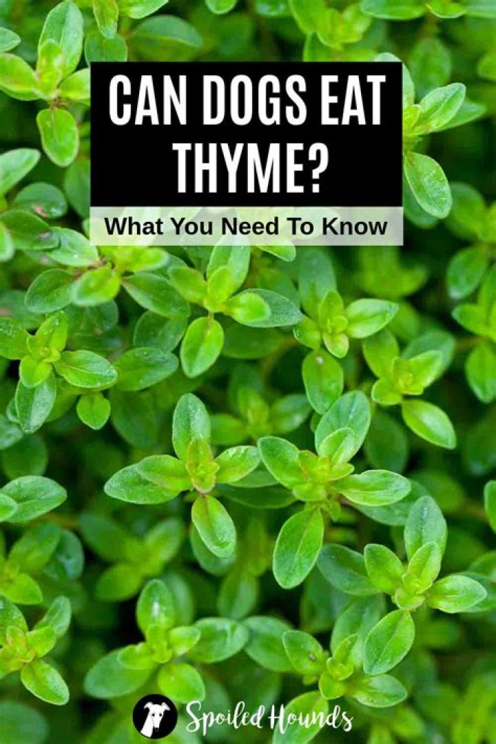 Is thyme toxic to dogs?