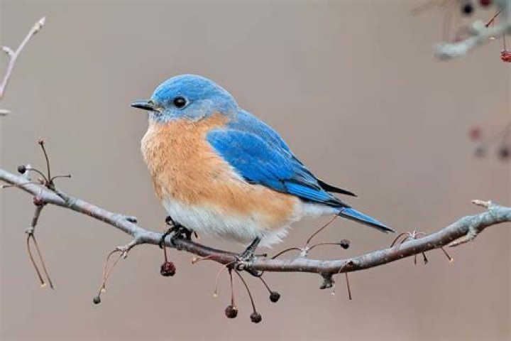 Raucous blue bird