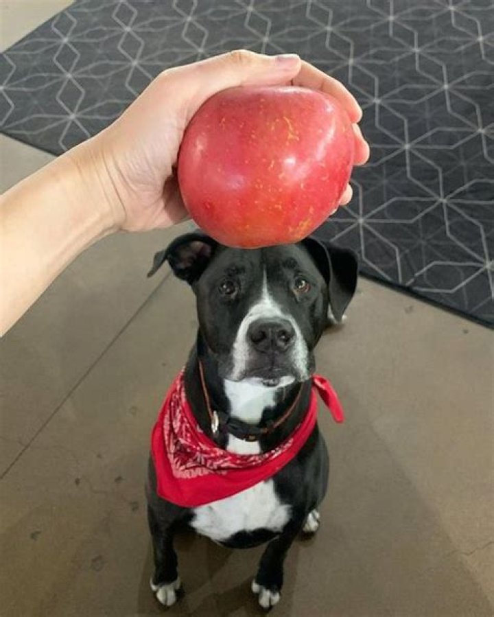 Should dogs eat apple skin?