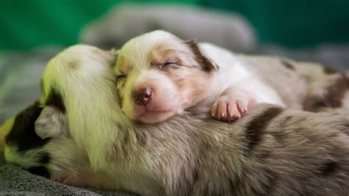 What age do puppies grow the most?