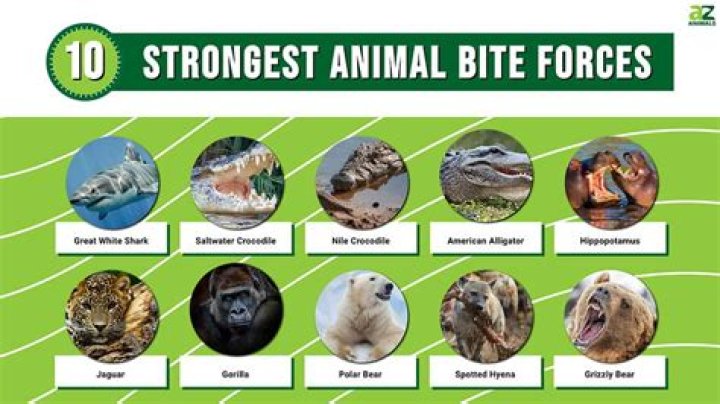 What animal has the best stamina?