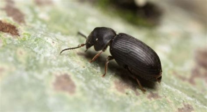 What animal or insect eats wood?