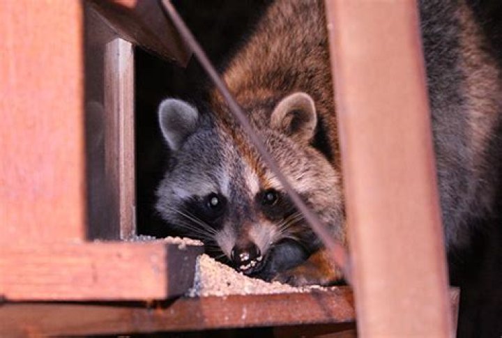 What animals eat bird seed at night?