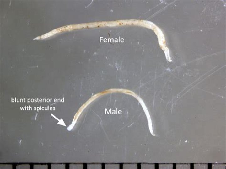 What Colour are hookworms?