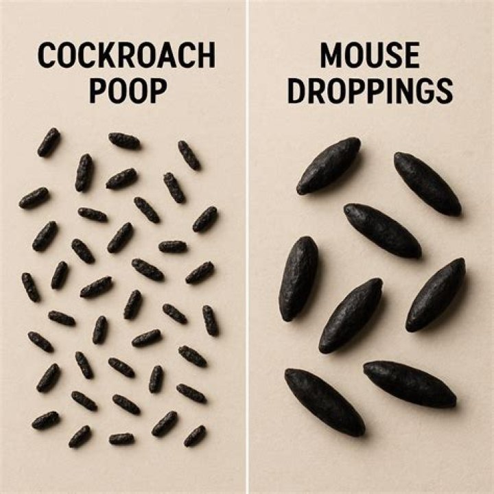 What do I do if I find cockroach poop?