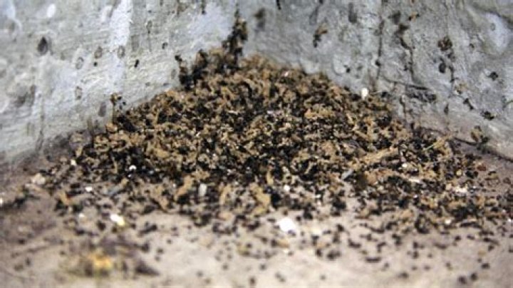 What does carpenter ants poop look like?