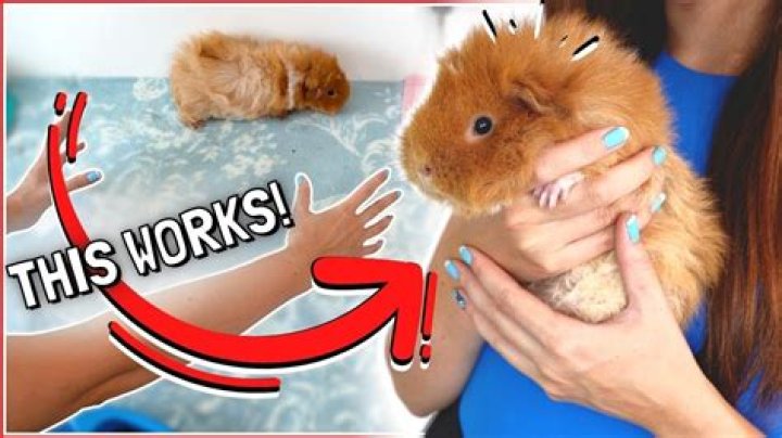 What does it mean when my guinea pig stretched out?