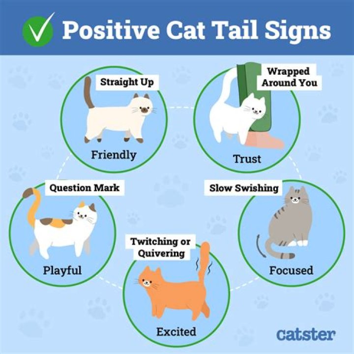 What does my cat see that I don t?