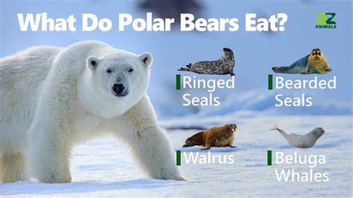 What eats a polar bear?