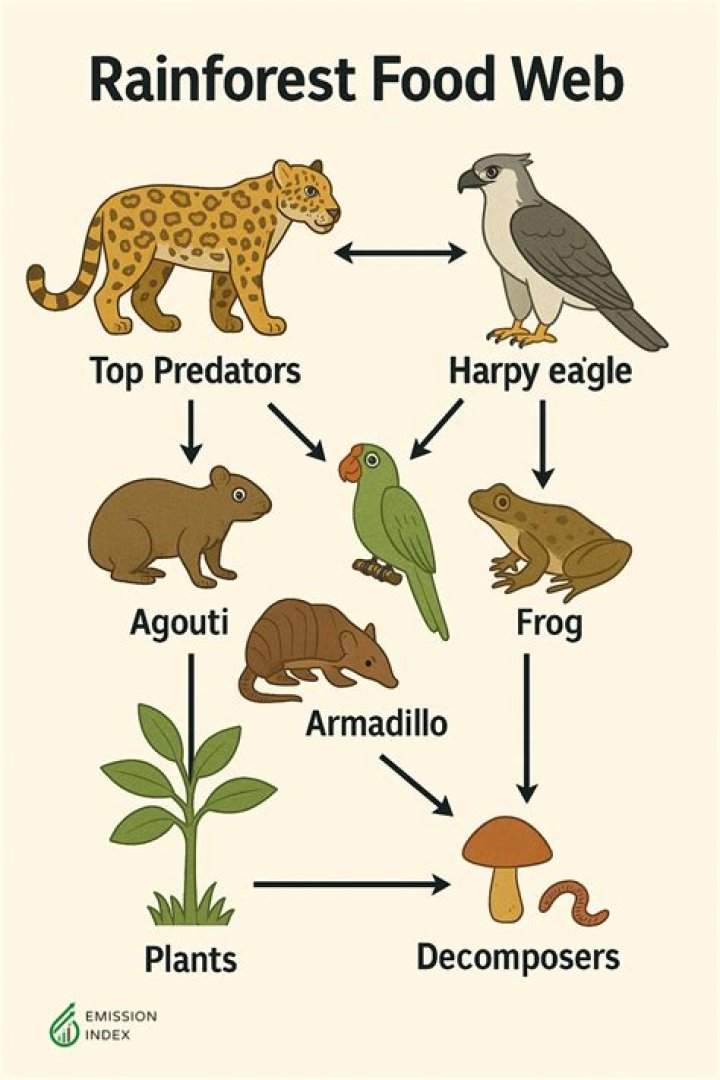What eats leaves in the forest?