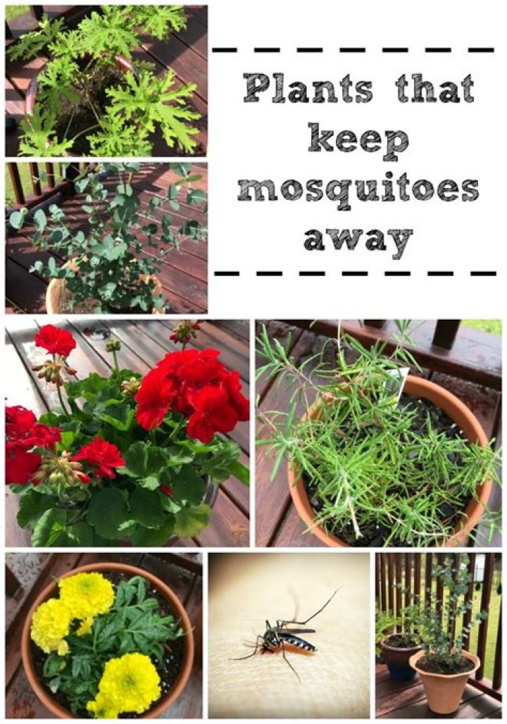 What flower keeps mosquitoes away?