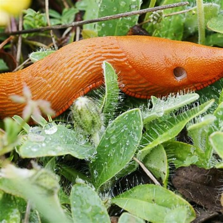 What happens if a child eats a slug?