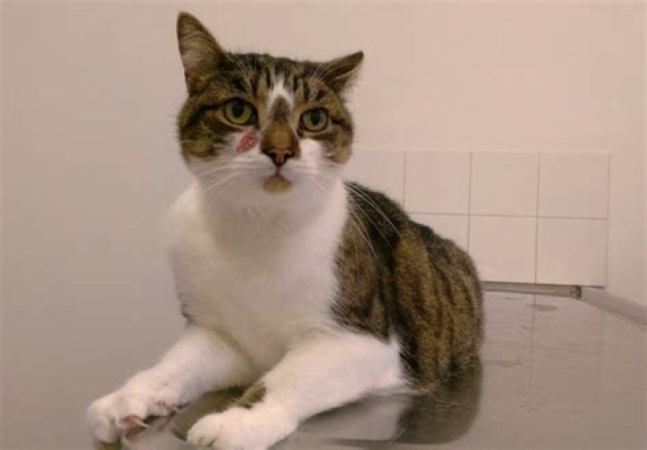 What is a cat bib?