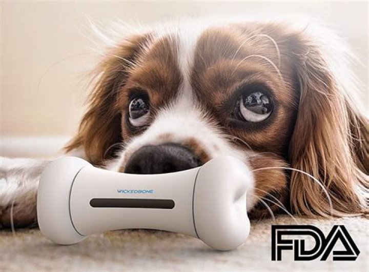 What is a dog's most powerful sense?
