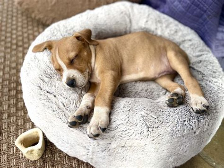 What is a good sleep schedule for a puppy?