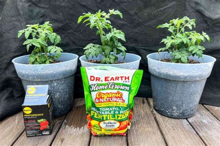 What is best tomato fertilizer?