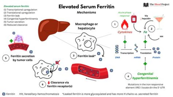 What is Dysmetabolic Hyperferritinemia?