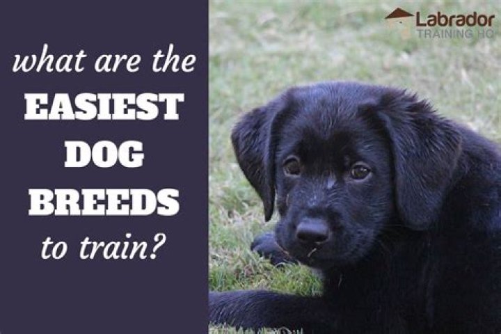 What is the easiest dog?