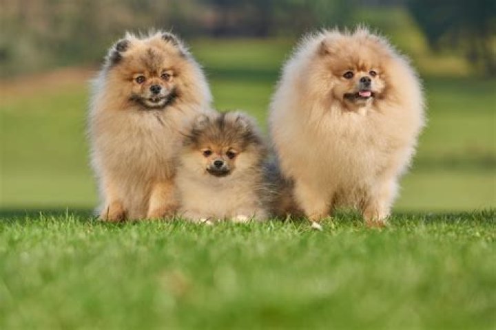 What is the most talkative dog breed?