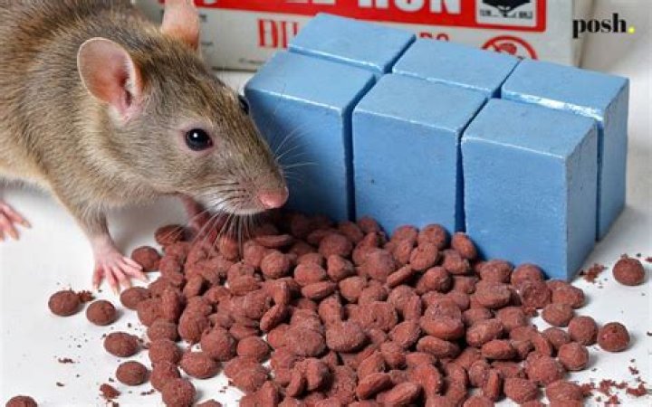What is the safest rat poison?