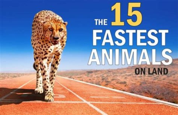 What is the top 5 fastest animals?