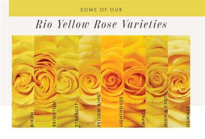 What is Yellow Rose day?
