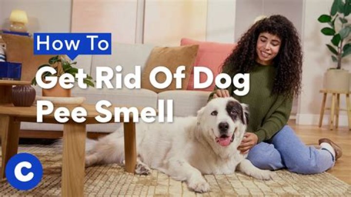 What kills the smell of dog pee?