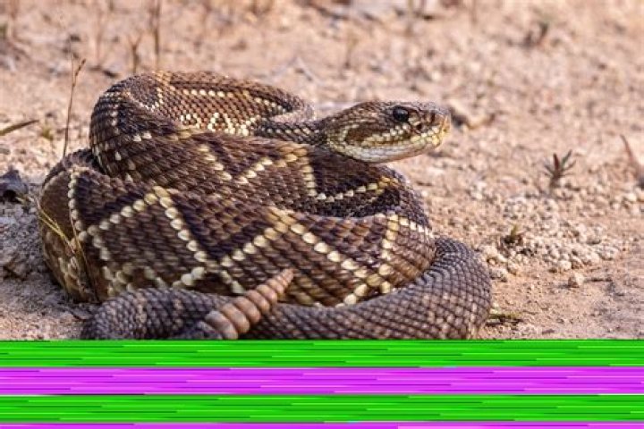 What months are rattlesnakes most active?