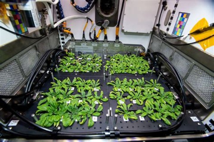 What new food was grown in space?