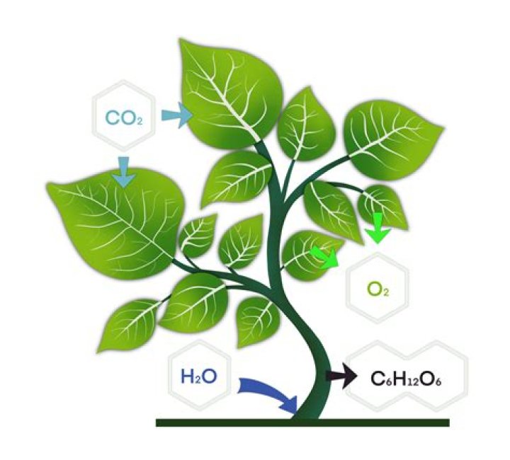What plants take in the most CO2?