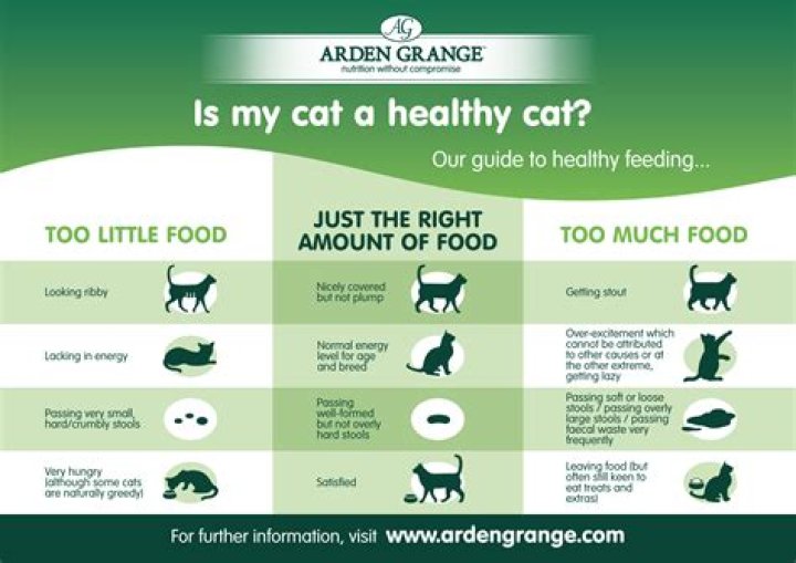 What to feed a dying cat?