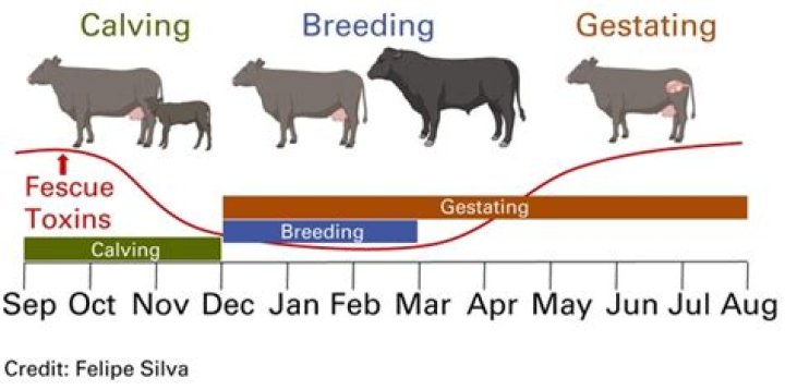 When should you put bull in with cows?