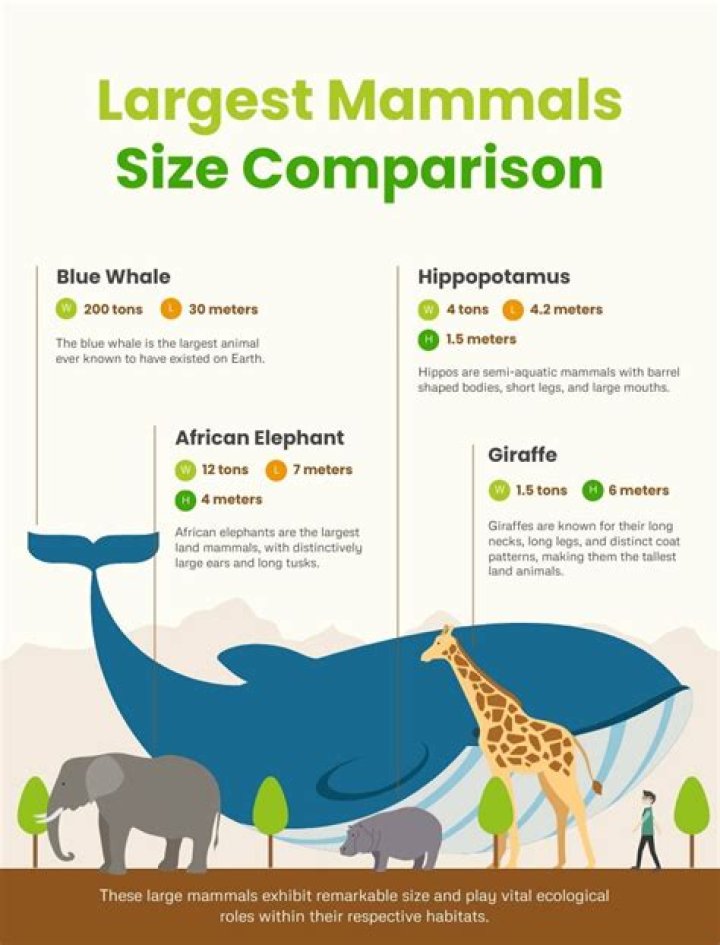 Which animal has the biggest fart?