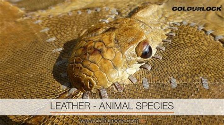 Which animal skin is used to make leather shoes?