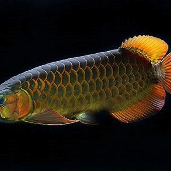 Which color arowana is best?