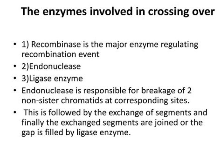 Which enzyme is responsible for crossing over?