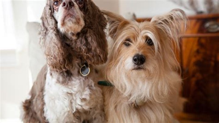 Who Tamed the first dog?