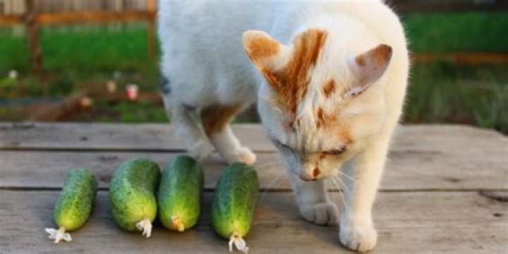 Why are cats afraid of cucumbers and bananas?