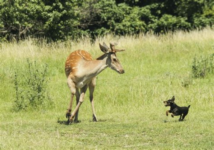 Why do dogs chase deer?
