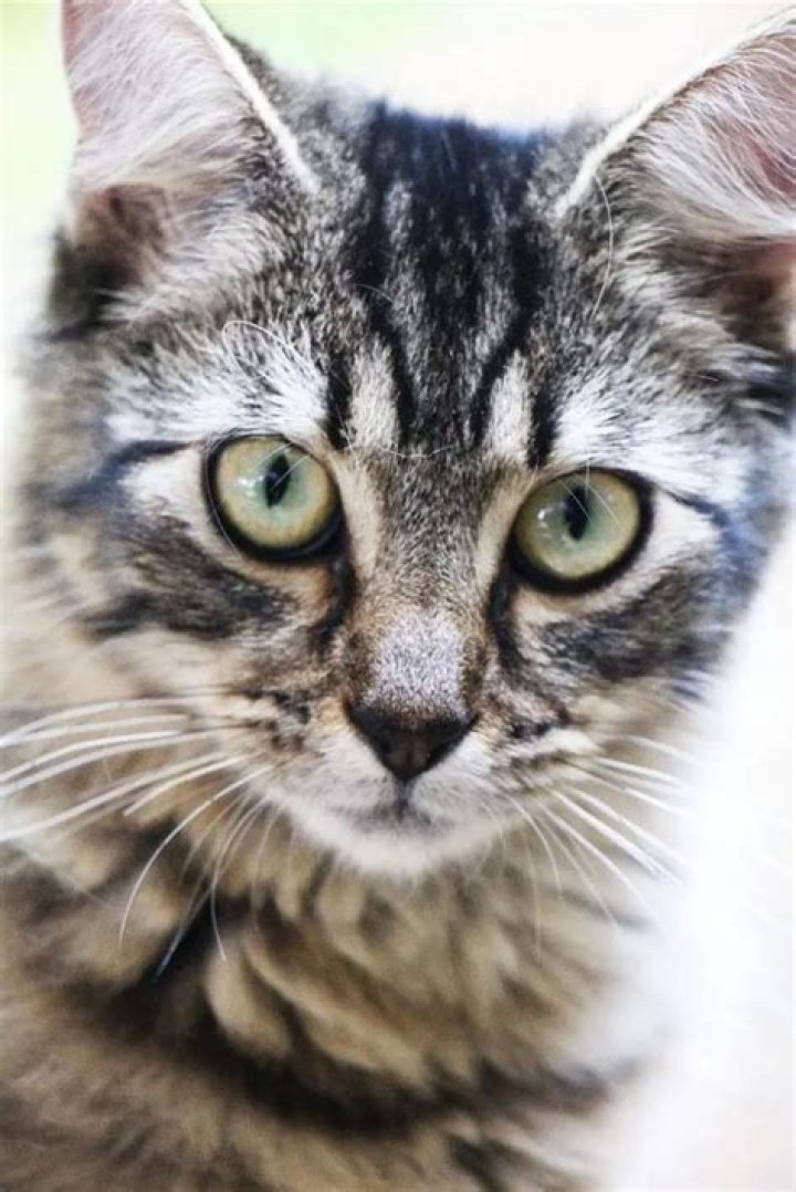 Why do some cats have an M on their forehead?