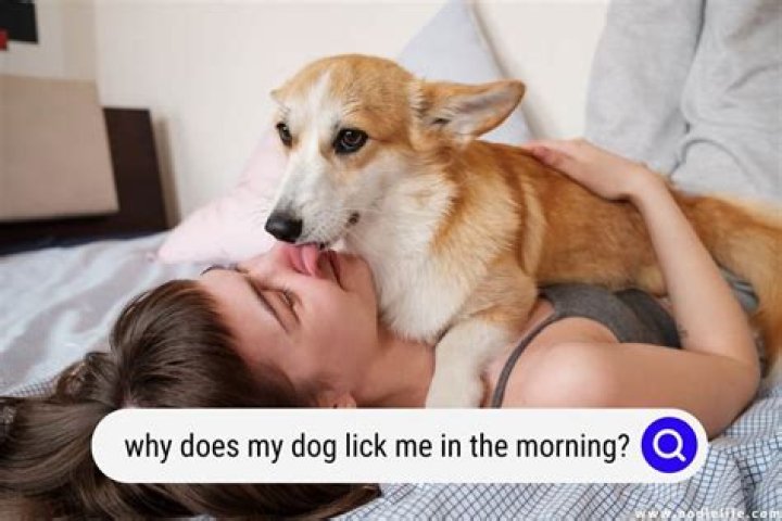 Why is my dog hugging my arm?