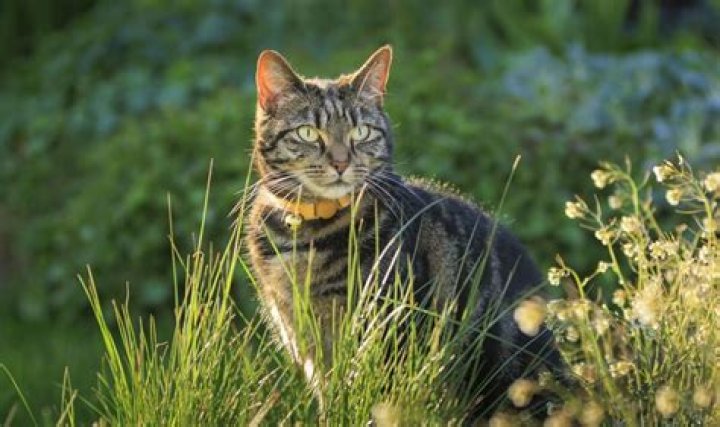 Will pine cones deter cats?